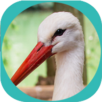 stork image - 5 Animals QI GONG Online Energy course for Health Awakening Wellness and Consciousness Expansion